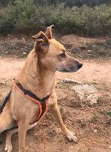CARMIA, Hund, Mischlingshund in Spanien - Bild 5
