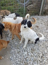 LESSY, Hund, Mischlingshund in Rumänien - Bild 1