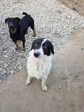 LESSY, Hund, Mischlingshund in Rumänien - Bild 2