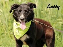 LOTTY, Hund, Mischlingshund in Slowakische Republik - Bild 6