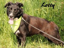 LOTTY, Hund, Mischlingshund in Slowakische Republik - Bild 8