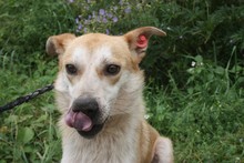 NOMID, Hund, Golden Retriever-Labrador-Mix in Rumänien - Bild 1