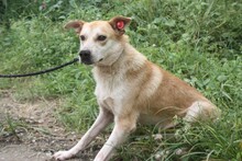 NOMID, Hund, Golden Retriever-Labrador-Mix in Rumänien - Bild 2