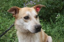 NOMID, Hund, Golden Retriever-Labrador-Mix in Rumänien - Bild 3