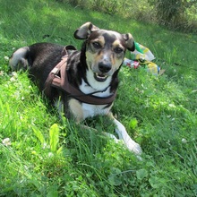 BOBBY, Hund, Mischlingshund in Baltmannsweiler - Bild 12