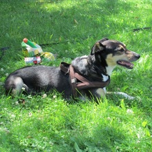 BOBBY, Hund, Mischlingshund in Baltmannsweiler - Bild 15