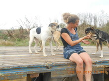 BOBBY, Hund, Mischlingshund in Baltmannsweiler - Bild 4
