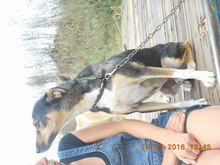 BOBBY, Hund, Mischlingshund in Baltmannsweiler - Bild 5