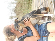 BOBBY, Hund, Mischlingshund in Baltmannsweiler - Bild 6