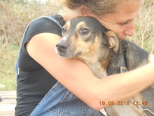 BOBBY, Hund, Mischlingshund in Baltmannsweiler - Bild 7