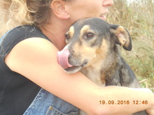 BOBBY, Hund, Mischlingshund in Baltmannsweiler - Bild 8