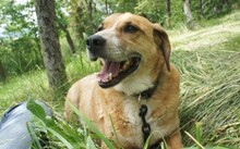 KARL, Hund, Mischlingshund in Rumänien - Bild 2