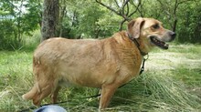 KARL, Hund, Mischlingshund in Rumänien - Bild 3