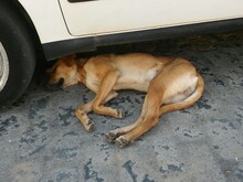HAPPY, Hund, Mischlingshund in Spanien - Bild 7