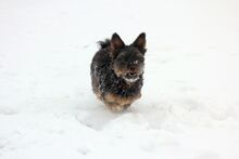 SPARKY, Hund, Mischlingshund in Wien - Bild 1