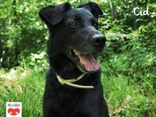 CID, Hund, Mischlingshund in Kroatien - Bild 1