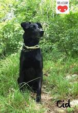 CID, Hund, Mischlingshund in Kroatien - Bild 4