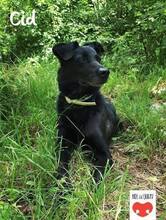 CID, Hund, Mischlingshund in Kroatien - Bild 5
