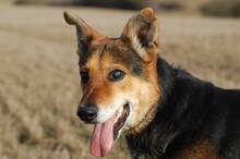 GRANT, Hund, Mischlingshund in Rothenburg - Bild 4