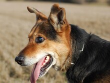 GRANT, Hund, Mischlingshund in Rothenburg - Bild 6