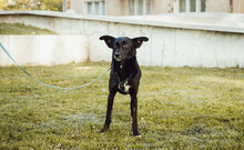 SCISSORS, Hund, Mischlingshund in Laufeld - Bild 5