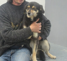 AMICA, Hund, Mischlingshund in Bulgarien - Bild 1