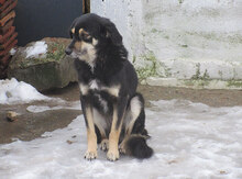 AMICA, Hund, Mischlingshund in Bulgarien - Bild 10