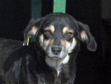 AMICA, Hund, Mischlingshund in Bulgarien - Bild 11