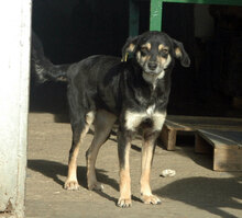 AMICA, Hund, Mischlingshund in Bulgarien - Bild 12