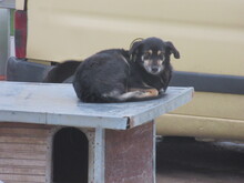 AMICA, Hund, Mischlingshund in Bulgarien - Bild 13