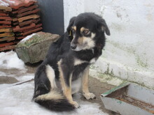 AMICA, Hund, Mischlingshund in Bulgarien - Bild 14