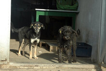 AMICA, Hund, Mischlingshund in Bulgarien - Bild 15