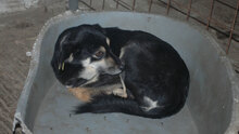 AMICA, Hund, Mischlingshund in Bulgarien - Bild 16