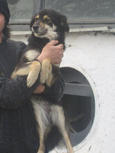 AMICA, Hund, Mischlingshund in Bulgarien - Bild 2