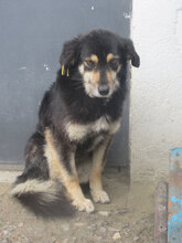 AMICA, Hund, Mischlingshund in Bulgarien - Bild 3