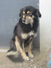 AMICA, Hund, Mischlingshund in Bulgarien - Bild 4