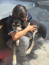 AMICA, Hund, Mischlingshund in Bulgarien - Bild 5