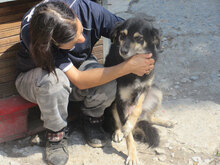 AMICA, Hund, Mischlingshund in Bulgarien - Bild 6