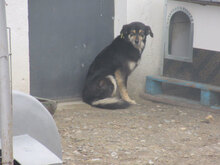 AMICA, Hund, Mischlingshund in Bulgarien - Bild 7