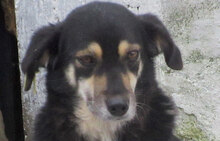 AMICA, Hund, Mischlingshund in Bulgarien - Bild 8