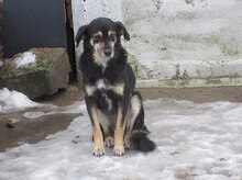 AMICA, Hund, Mischlingshund in Bulgarien - Bild 9