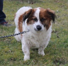 MAX, Hund, Mischlingshund in Bubenreuth - Bild 5
