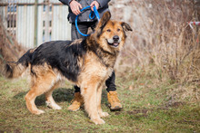 LARGO, Hund, Mischlingshund in Slowakische Republik - Bild 10