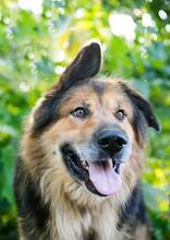 LARGO, Hund, Mischlingshund in Slowakische Republik - Bild 11