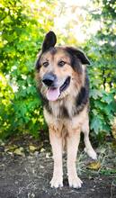 LARGO, Hund, Mischlingshund in Slowakische Republik - Bild 12