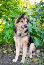 LARGO, Hund, Mischlingshund in Slowakische Republik - Bild 13