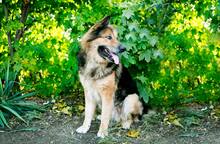 LARGO, Hund, Mischlingshund in Slowakische Republik - Bild 14
