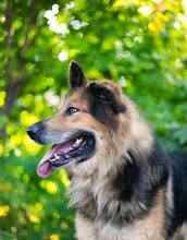 LARGO, Hund, Mischlingshund in Slowakische Republik - Bild 15