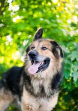 LARGO, Hund, Mischlingshund in Slowakische Republik - Bild 16