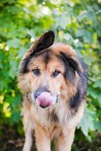 LARGO, Hund, Mischlingshund in Slowakische Republik - Bild 17